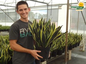 sansevieria black gold superba snake plant