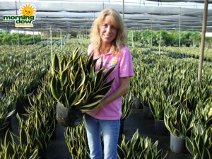 sansevieria black gold superba