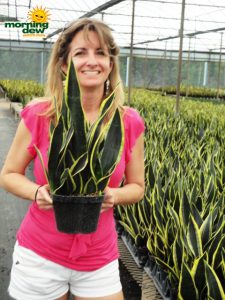 sansevieria black gold superba snake plant