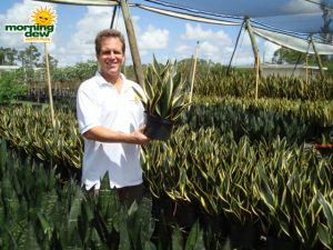 sansevieria black gold superba