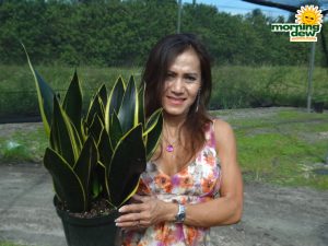 sansevieria black jack snake plant