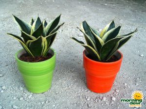 sansevieria black star snake plant