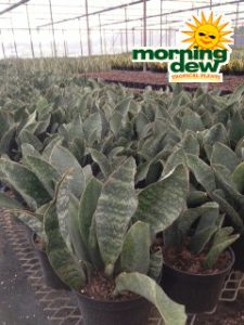 sansevieria congo snake plant