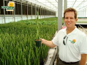 sansevieria cylindrica braid