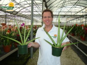 sansevieria cylindrica fan snake plant