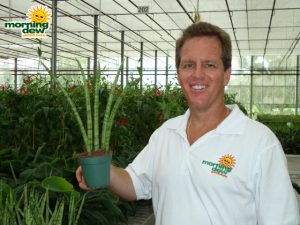 sansevieria cylindrica vase shape snake plant