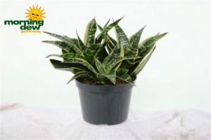 sansevieria dwarf laurentii
