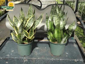 sansevieria futura superba robusta