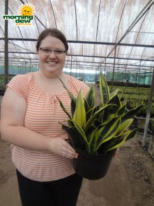sansevieria gold flame snake plant