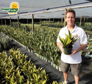 sansevieria gold flame