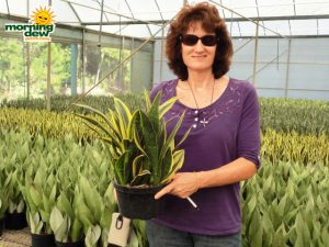 sansevieria gold flame