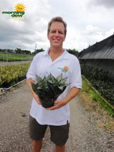 sansevieria hahnii snake plant