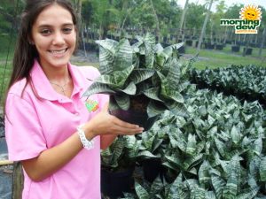 sansevieria hahnii snake plant