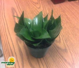 sansevieria jade snake plant