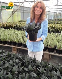 sansevieria jade snake plant