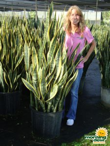 sansevieria laurentii snake plant