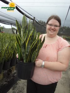 sansevieria laurentii snake plant