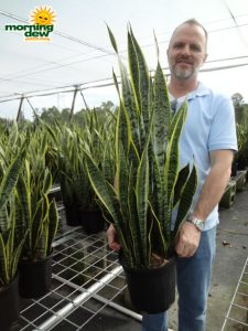 sansevieria laurentii snake plant