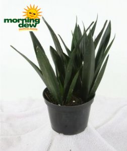 sansevieria midnight snake plant