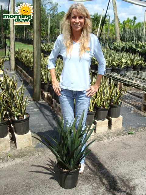 sansevieria midnight snake plant