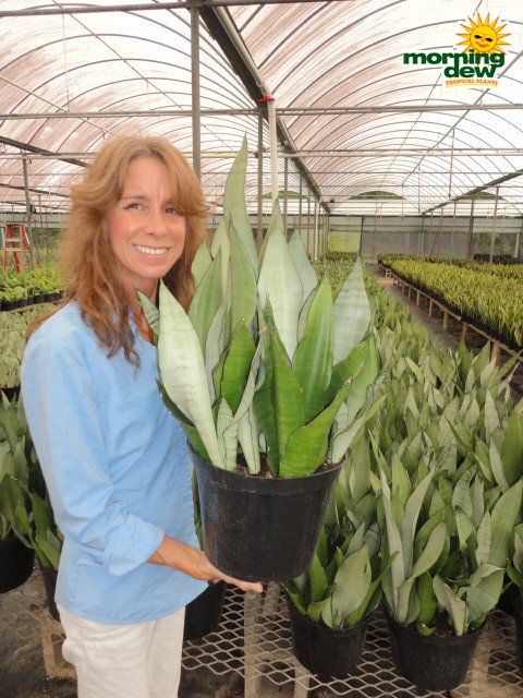 sansevieria moonshine snake plant