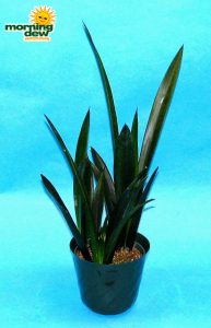 sansevieria onyx snake plant