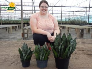 sansevieria robusta snake plant