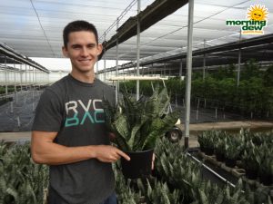 sansevieria robusta snake plant