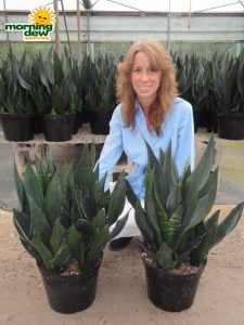 sansevieria robusta black snake plant