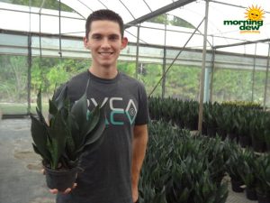 sansevieria robusta black snake plant