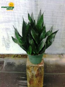 sansevieria robusta black snake plant