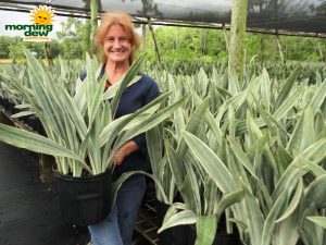 sansevieria sayuri snake plant