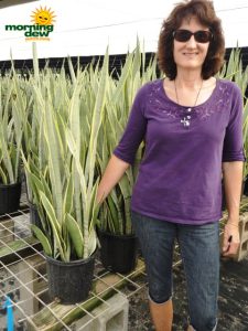 sansevieria silver laurentii snake plant