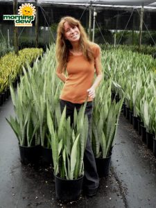 sansevieria silver queen snake plant