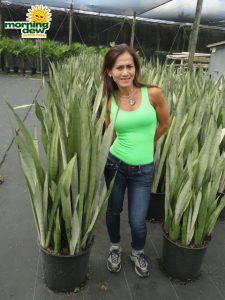 sansevieria silver queen snake plant