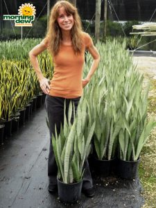 sansevieria silver queen snake plant