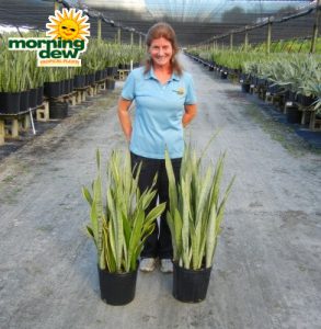 sansevieria silver variety snake plant