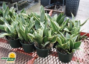 sansevieria starlite snake plant