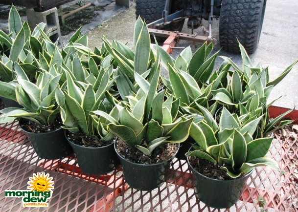 sansevieria starlite snake plant