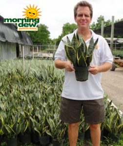 sansevieria superba snake plant