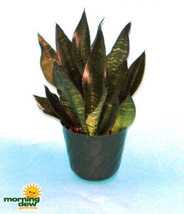 sansevieria superba snake plant