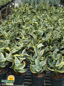 sansevieria twist snake plant