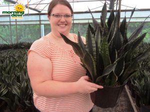 sansevieria whitney snake plant