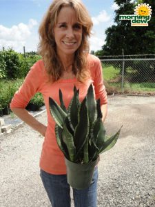 sansevieria whitney snake plant