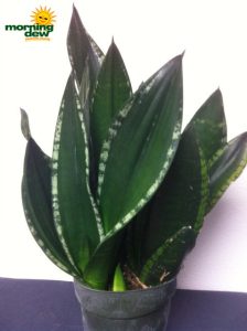 sansevieria whitney snake plant