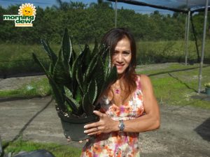 sansevieria whitney snake plant