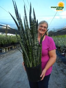 sansevieria wintergreen snake plant
