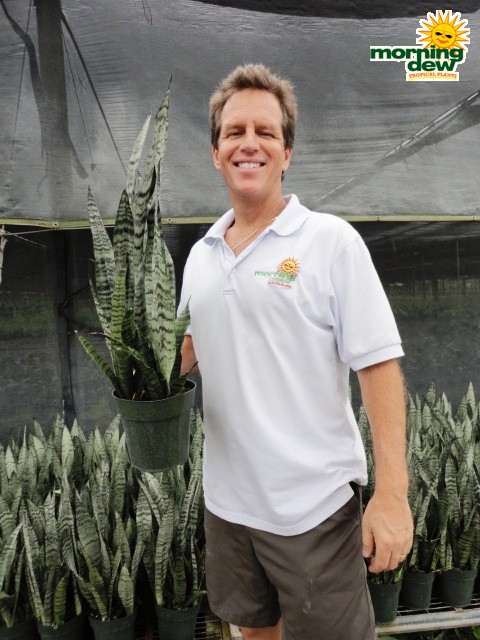 sansevieria zeylanica snake plant