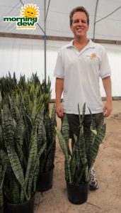 sansevieria zeylanica snake plant