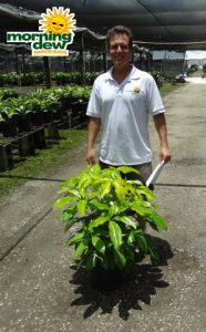 schefflera amate soleil